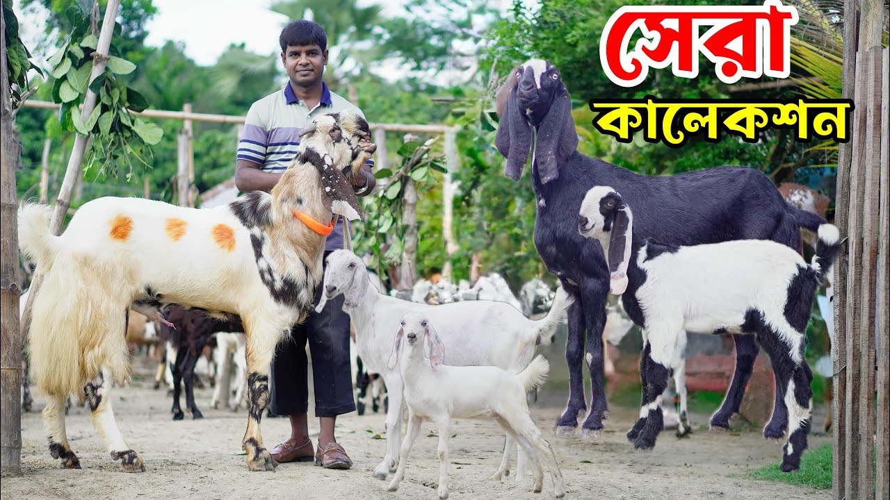 হান্নান ভাই এর সেরা কালেকশন তোতা বিটল হরিয়ানা সজাত যমুনাপারি আফ্রিকান বোয়ার ছাগল