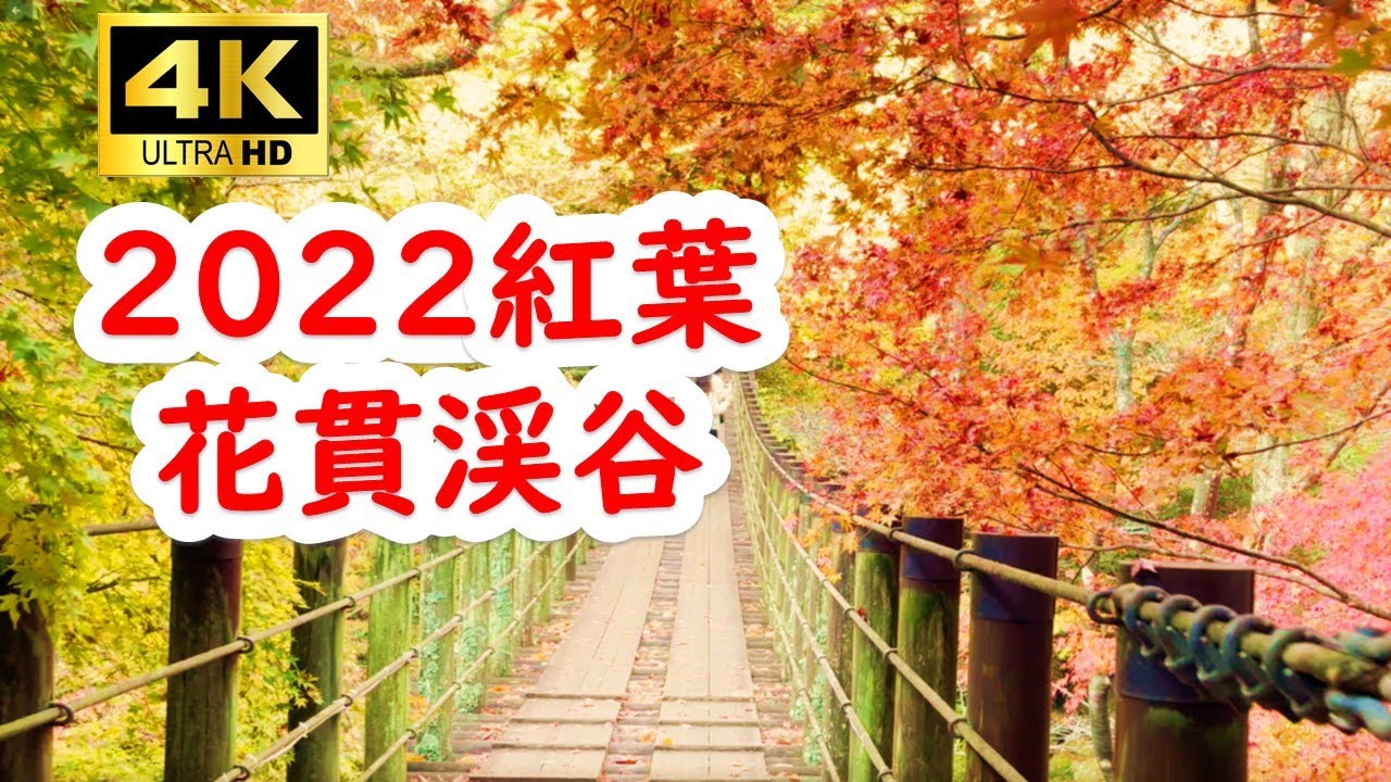 2022紅葉穴場に行ってみたらマジキレイだった=汐見滝吊り橋（花貫渓谷）2022年11月13日#紅葉　#茨城県　#花貫渓谷
