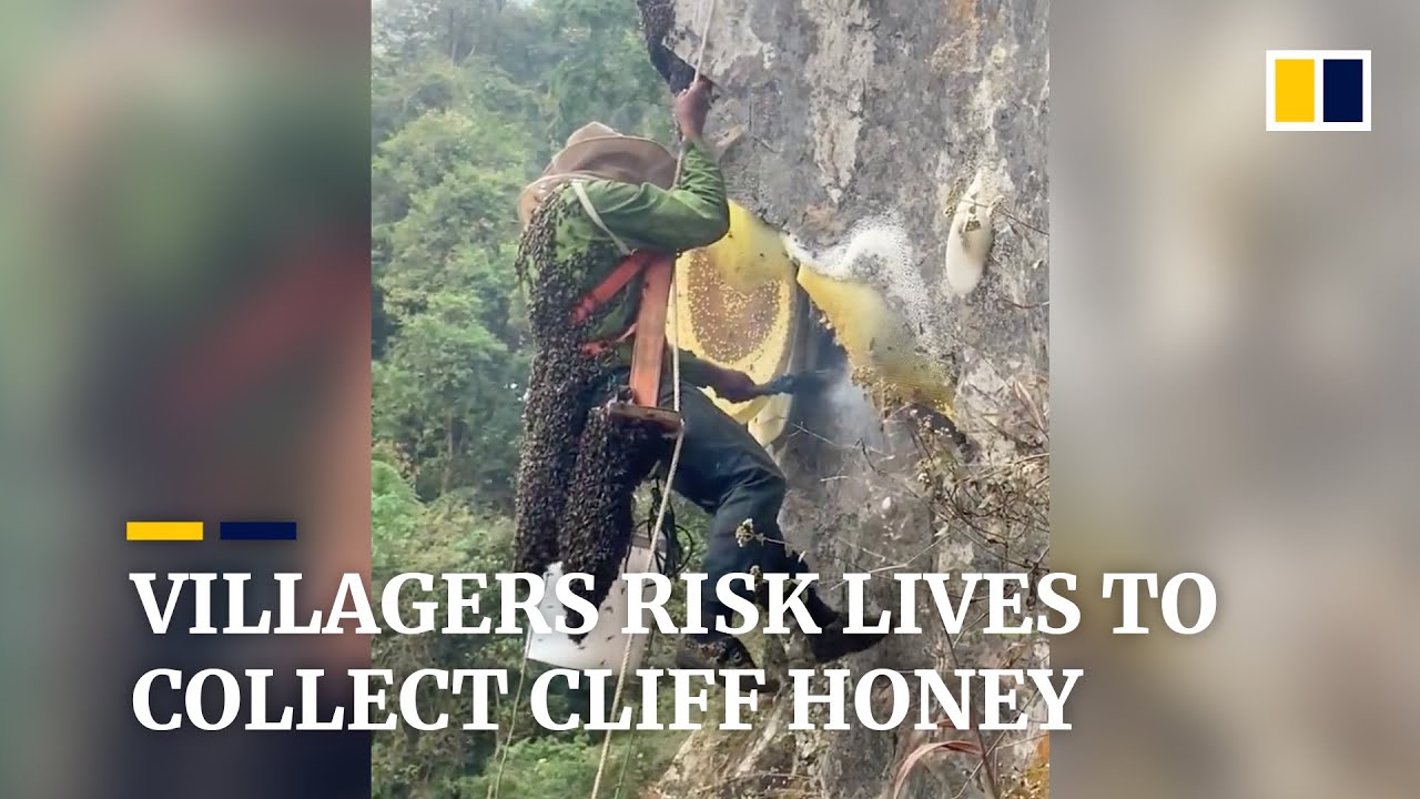 Villagers risk lives to collect honey from high cliffs in China