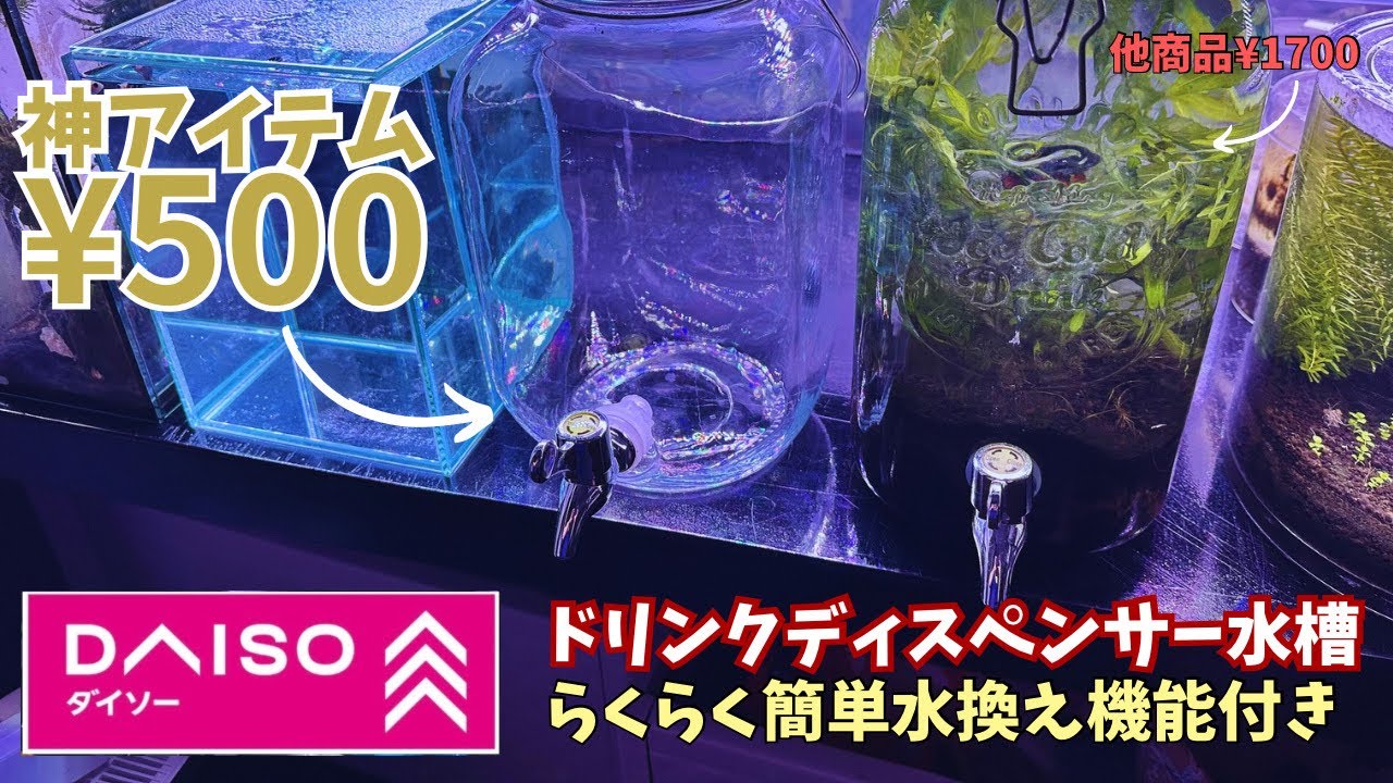 コスパ性能最強ベタの水槽！！　ダイソーアクアリウムおすすめ商品。　#ベタ飼育　#アクアリウム