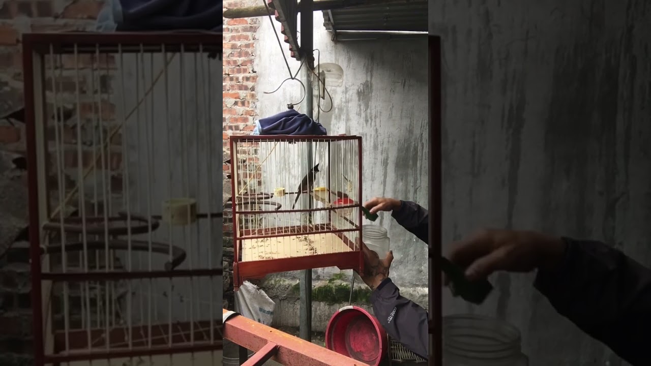 Muốn chim hót nhiều nhanh ché ché thì phải cho ăn những thứ này