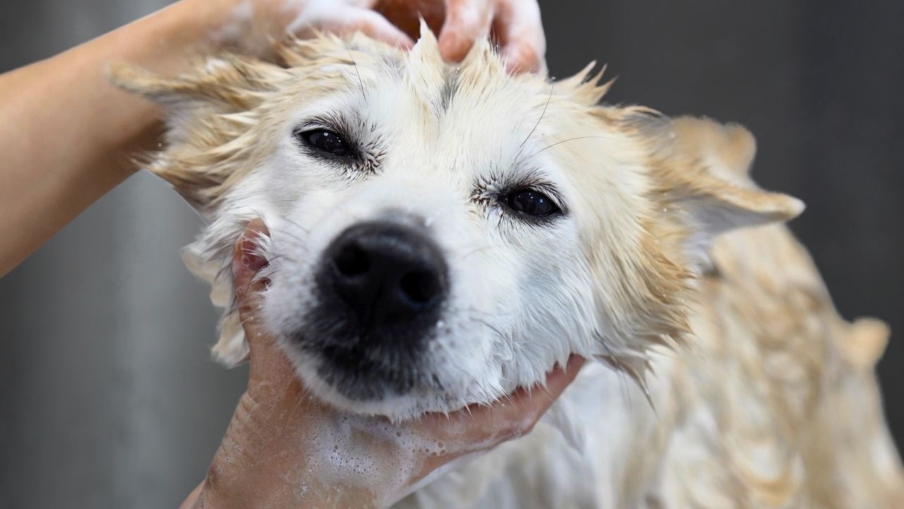 Grooming One Of The Rarest Dog Breeds I've Ever Met