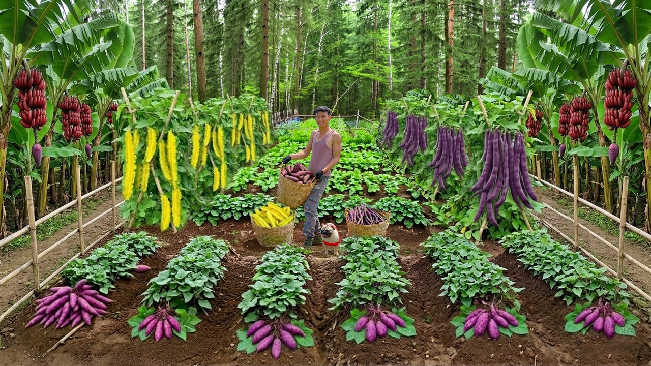 Harvest Winged Beans, Bananas, Cucumbers... To Sell And Cook - Farm Life Of Chairman Quit The City