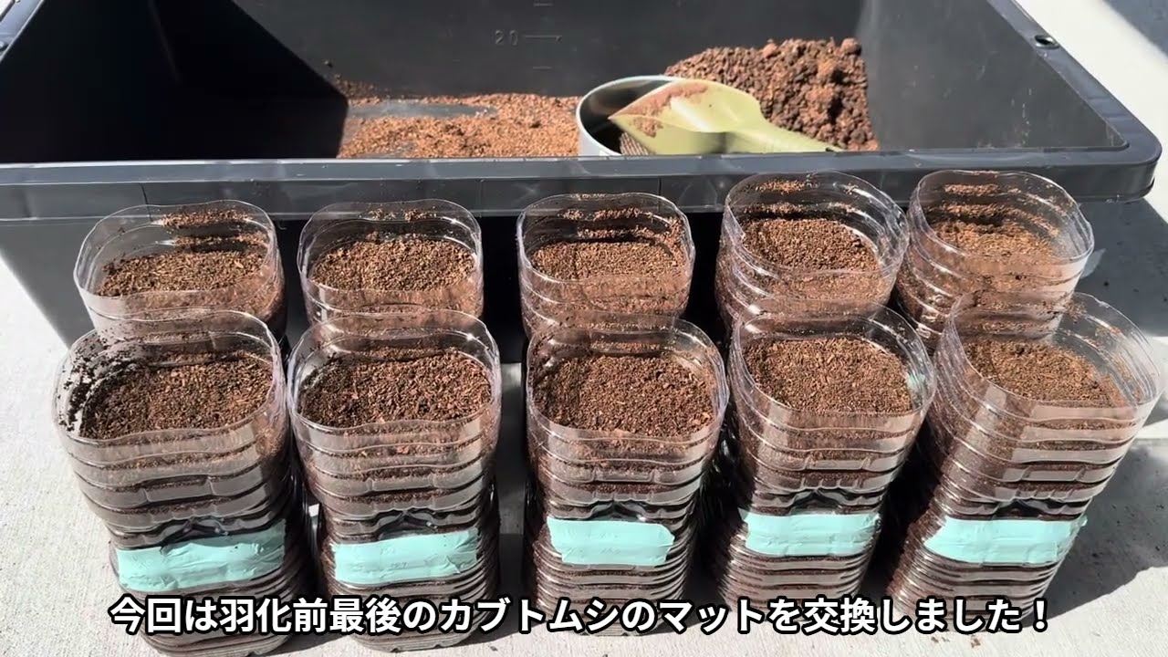 【カブトムシ】幼虫がめっちゃ育ってる！！