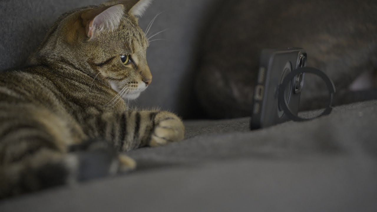 1 Year Old Tabby Cat watching Tv | Sony A7V  | 4K 24