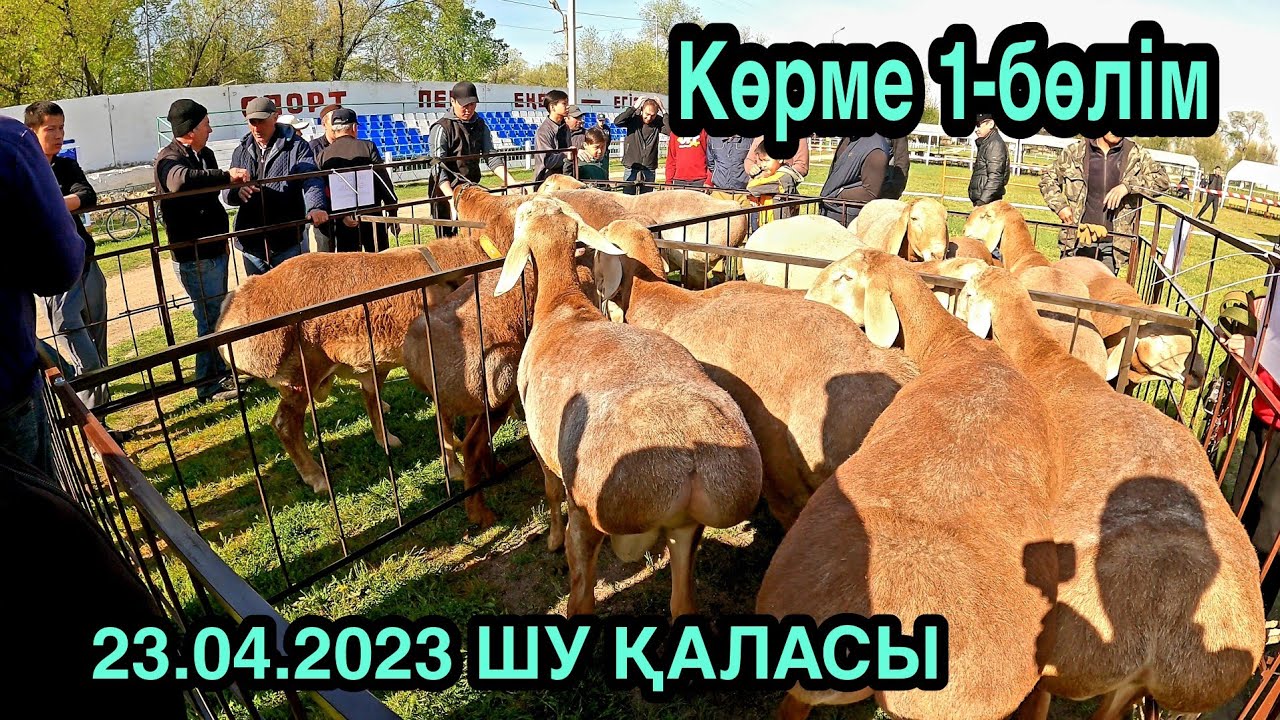 ШУ ҚАЛАСЫ АСЫЛ ТҰҚЫМДЫ ҚОЙ КӨРМЕСІ 23.04.2023 ВЫСТОВКА