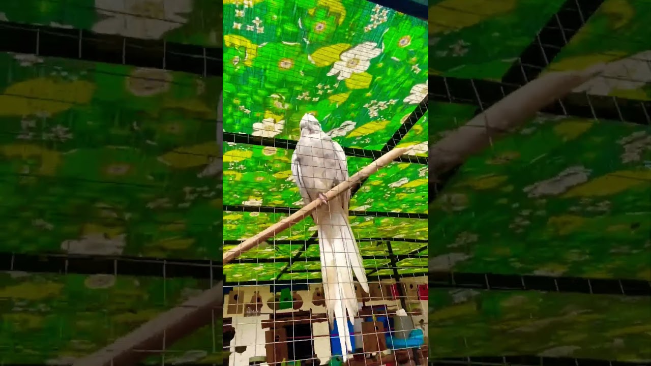 Beautiful cockatiel & parrot sounds in my #aviary ❤️🦜 #youtubeshorts #birds #nature #shorts