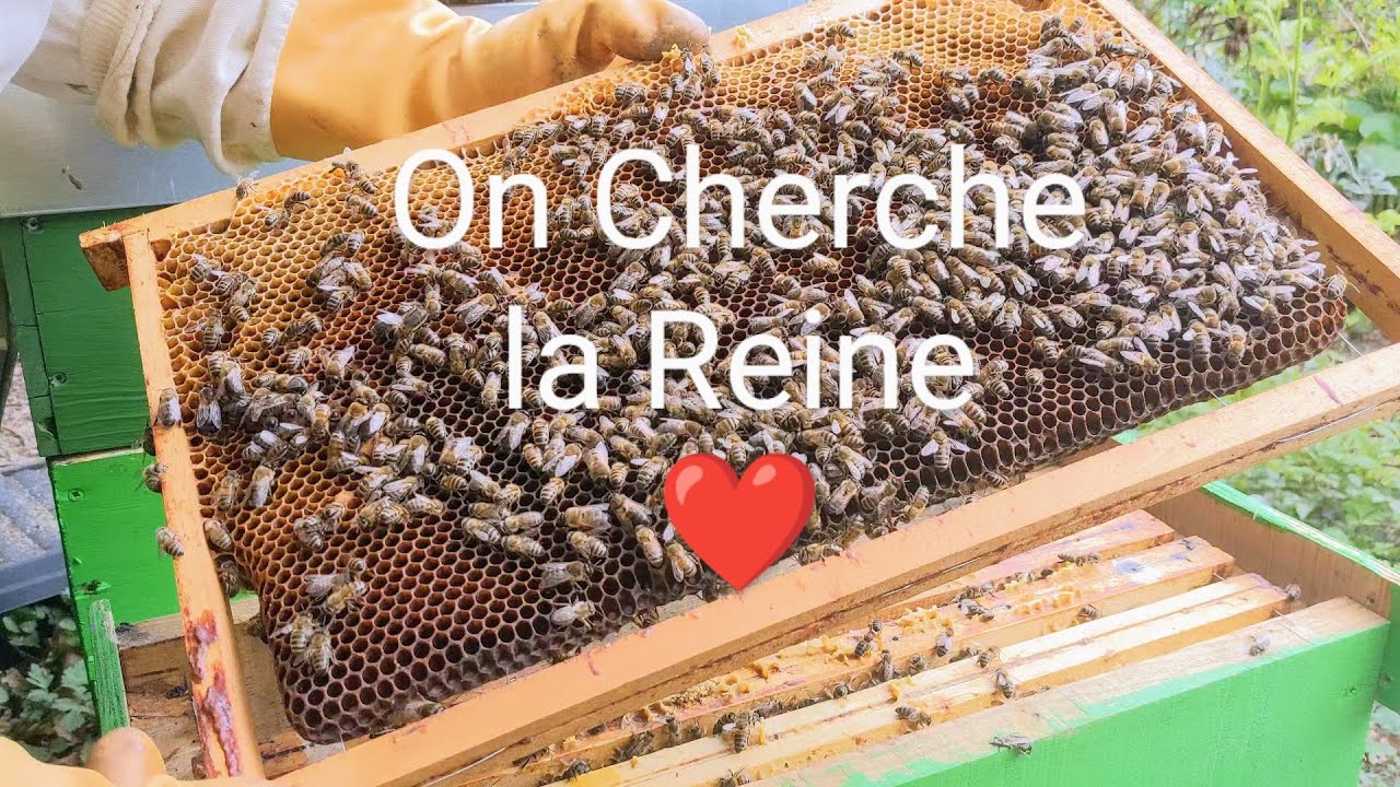 🤠 À la recherche des Reines 2023 🟥 Et inspection de la Hausse 🍯
