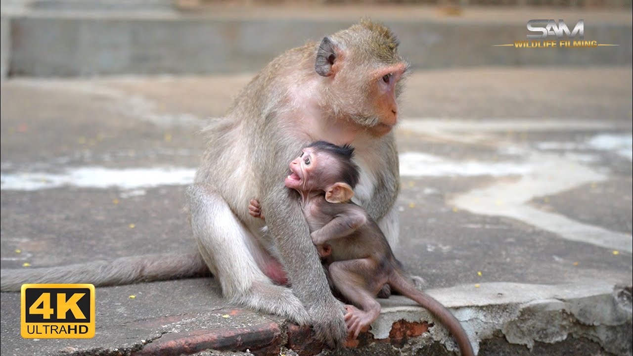 BESSIE: Not Ready to Trade Milk for Freedom