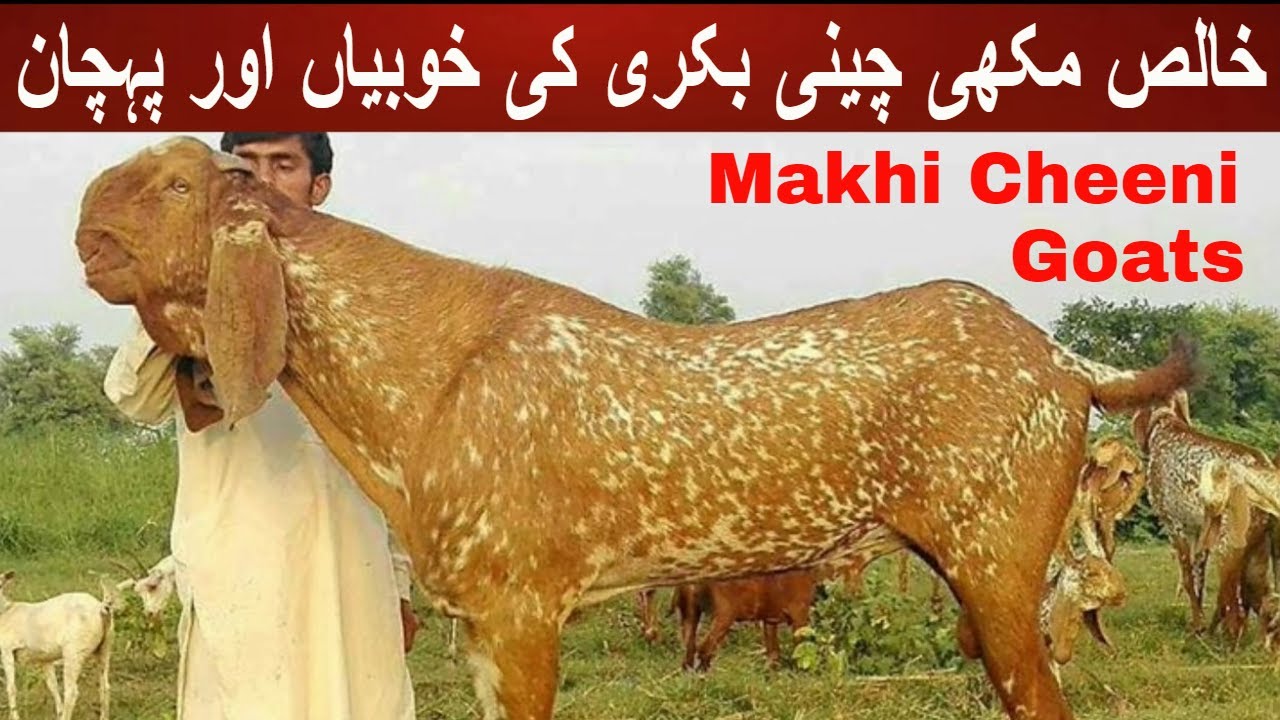 Makhi Cheeni Bakri Ki Khobian Aur Pehchan || Makhi Cheeni Goat Characteristics By My Life Channel