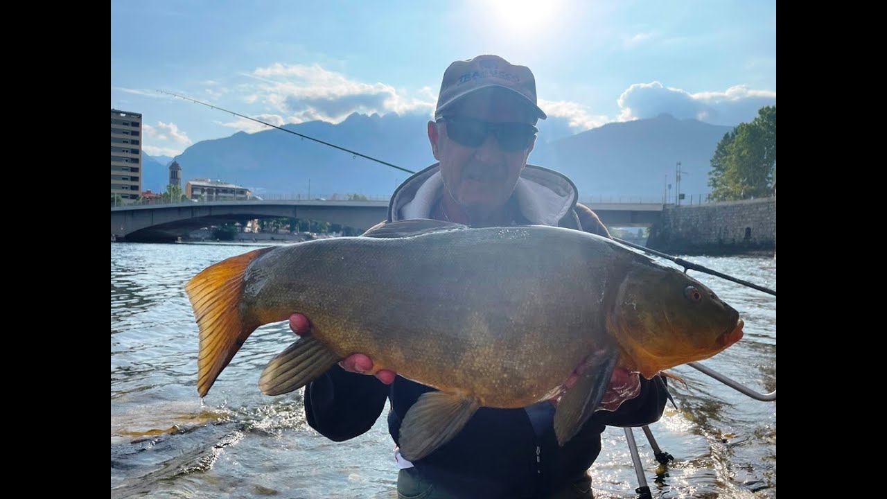 Le tinche di Lecco a feeder