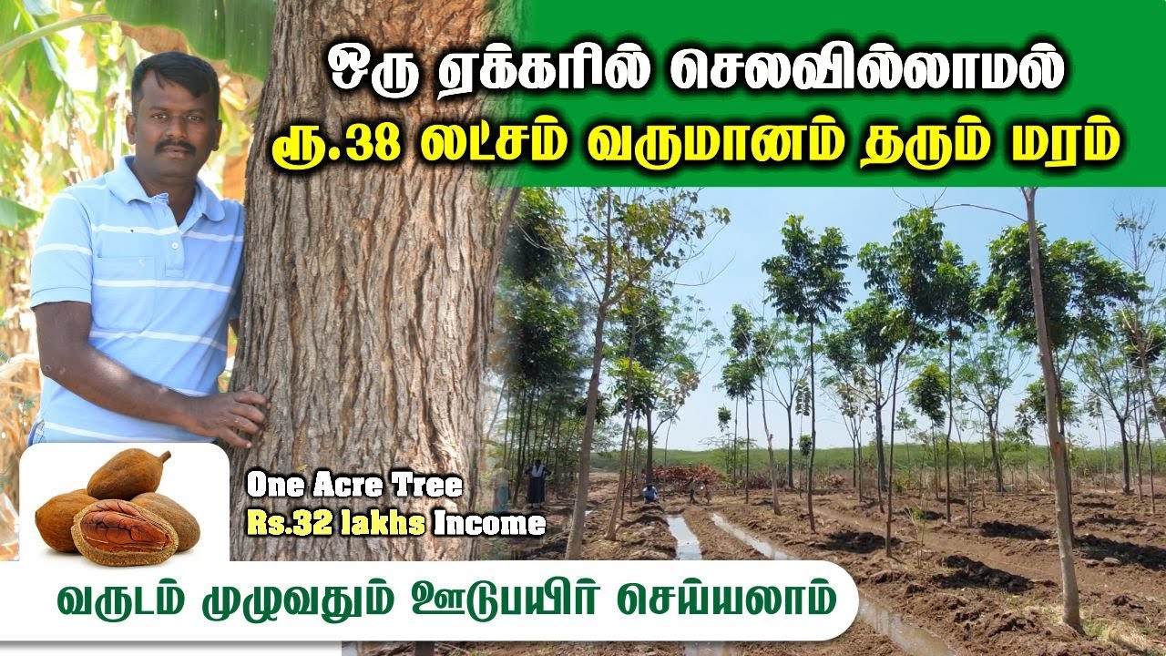 ஒரு ஏக்கரில் ரூ.38 லட்சம் வருமானம் தரும் மரம் / வருடம் முழுவதும்  ஊடு பயிர் செய்யலாம் /#hellomadurai