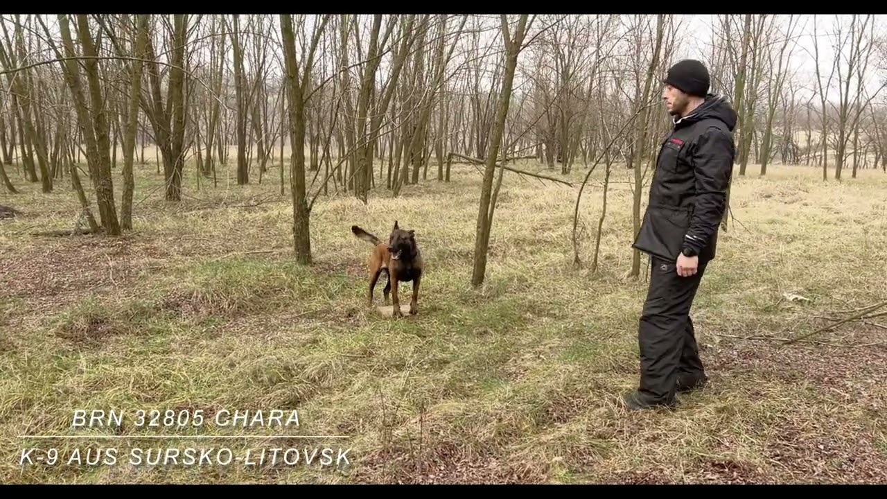 Training 27.12.2022Search 📦 Box KNPV BRN 32805 Chara