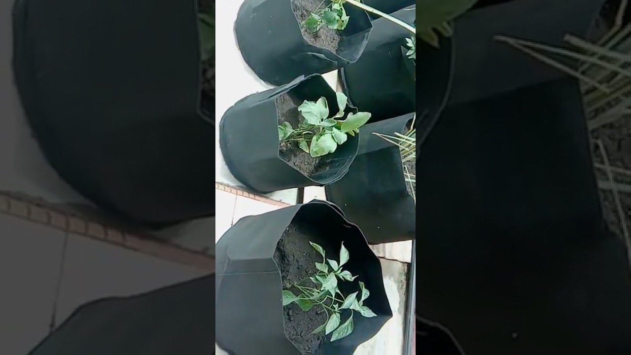@terracegardening