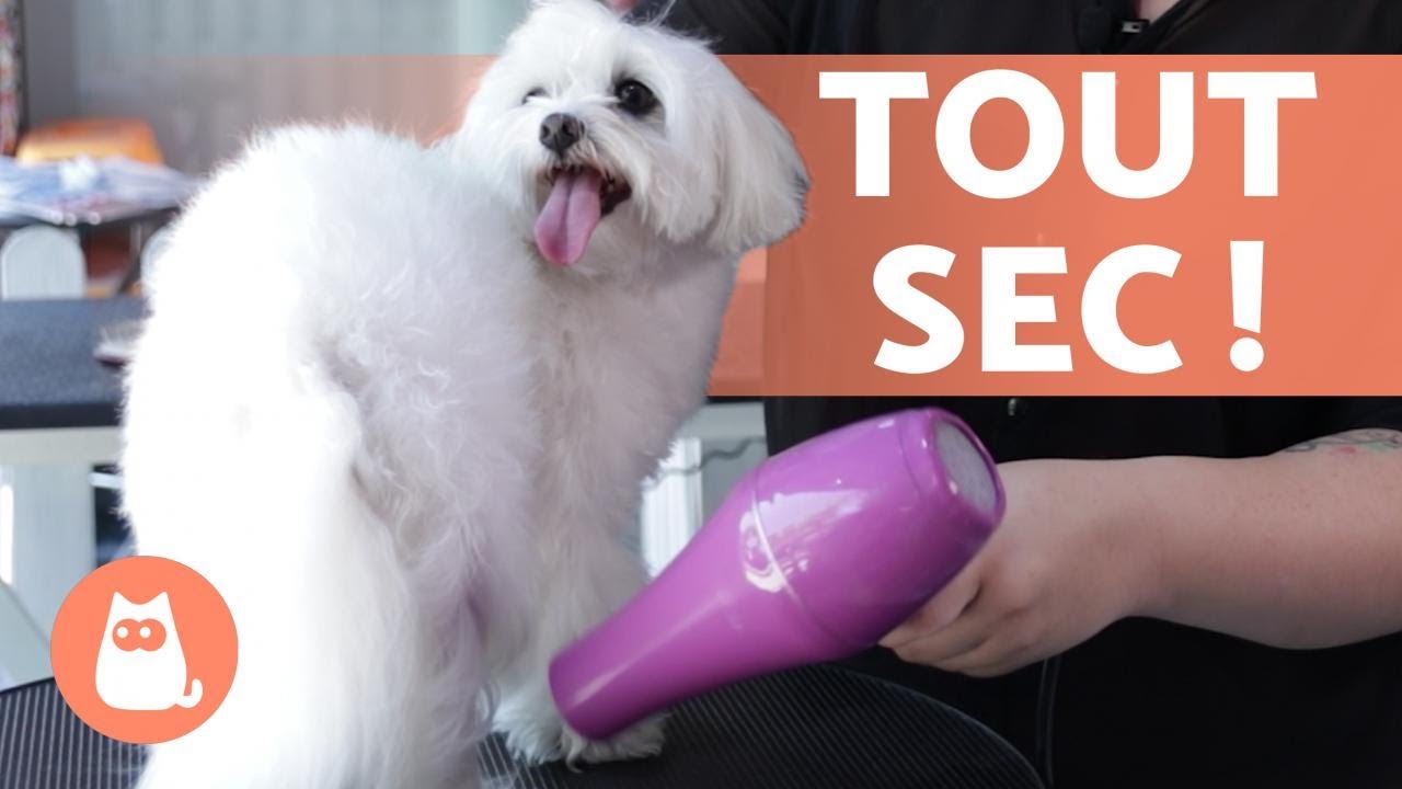 Comment sécher les POILS d'un CHIEN ? 💨🐶 (selon le TYPE DE POILS)