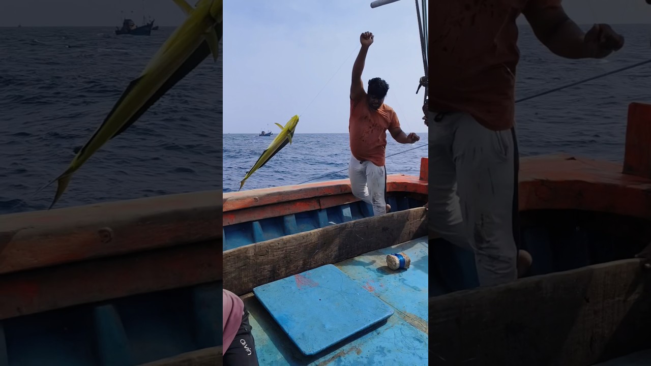 Apollo Fish 🐟🥰#seamansai #fishing #fishingharbour #travel #cooking #dayfishing #shorts #ytshorts