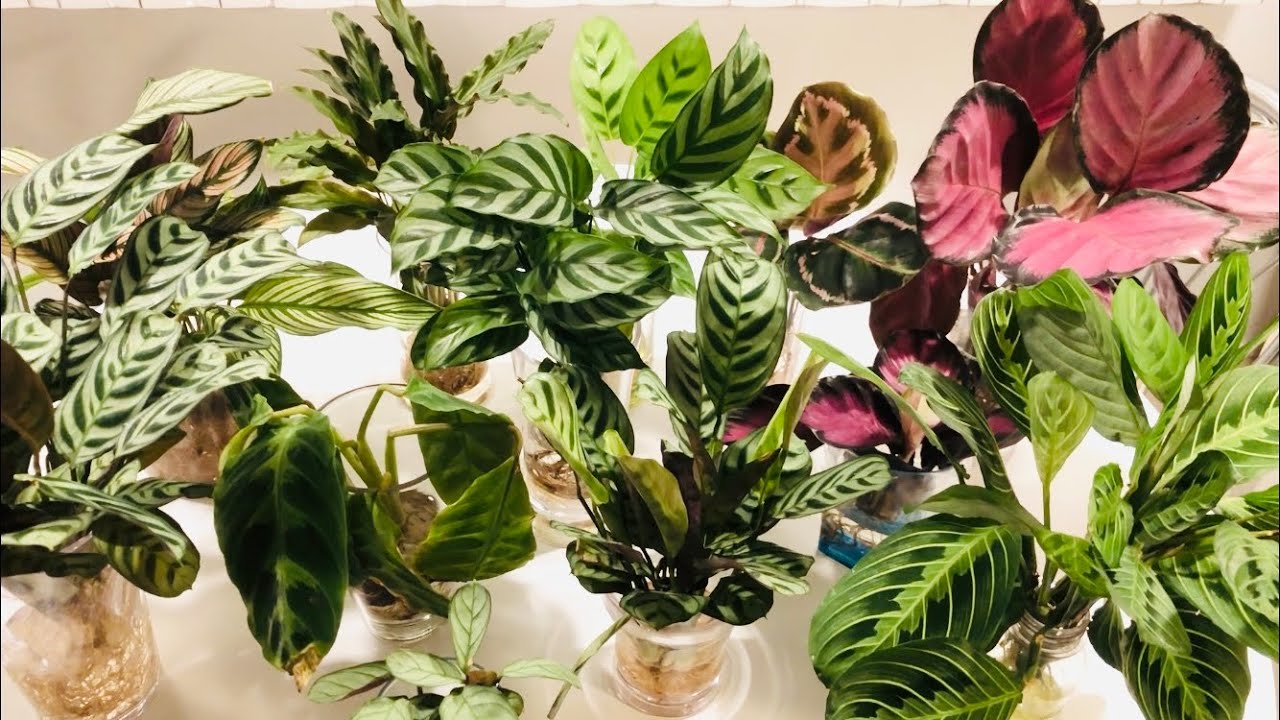 Как у них дела? Изучаем калатею, ктенанту и маранту в водной культуре!
