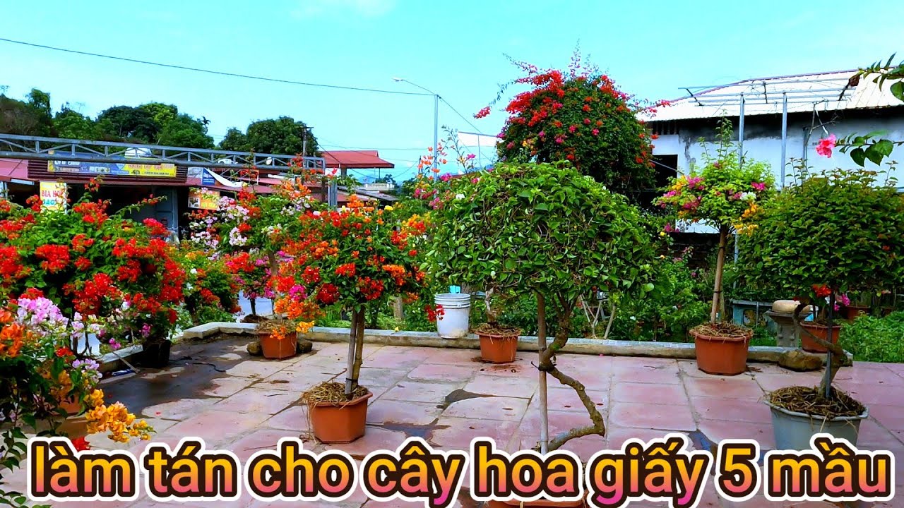 Cách làm tán cho cây hoa giấy 5 màu Thái