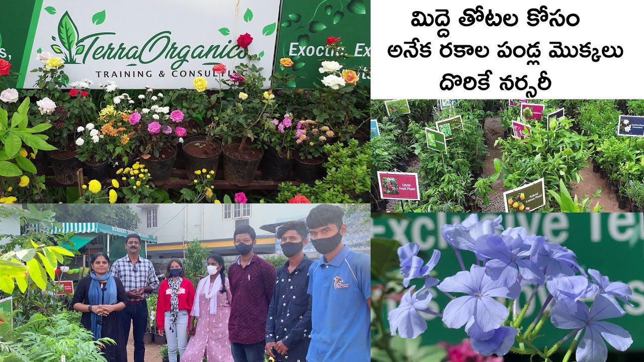 మిద్దె తోటల కోసం అనేక రకాల పండ్ల మొక్కలు దొరికే నర్సరీ|| Terra Organics Nursery||B like Bindu