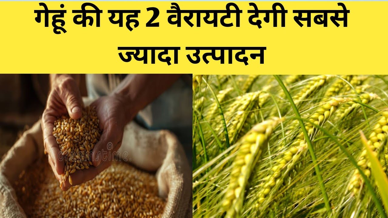 गेहूं की टॉप वैरायटी | HI 1634 पूसा अहिल्या | HI 1650 पूसा औजस्वी | top wheat variety 2026-27