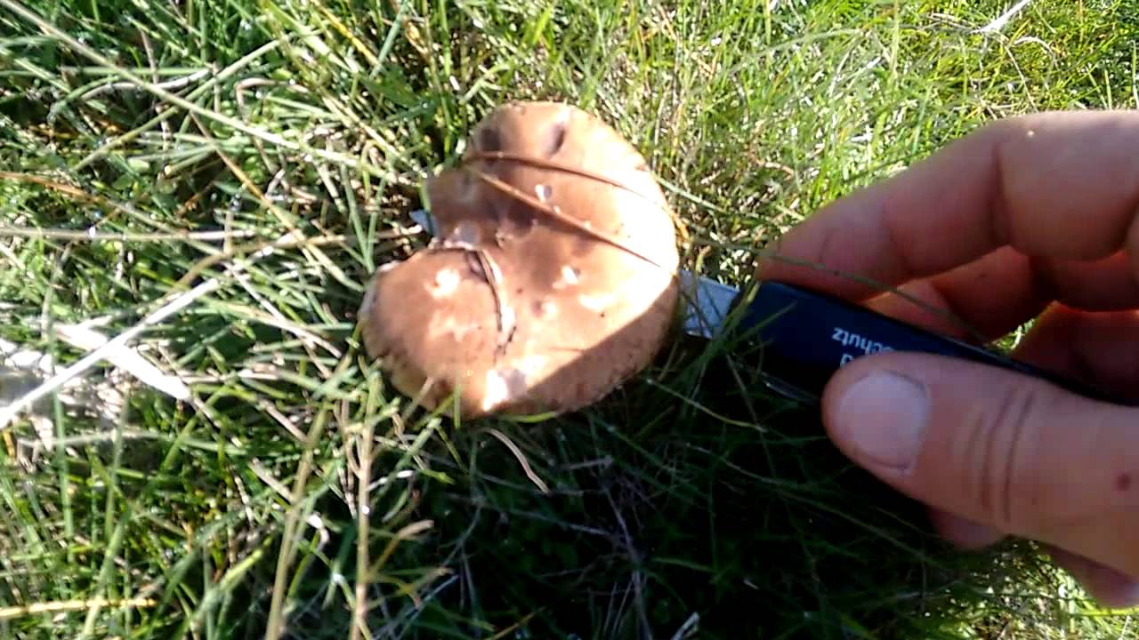Pleurotus Eryngii, seta de cardo