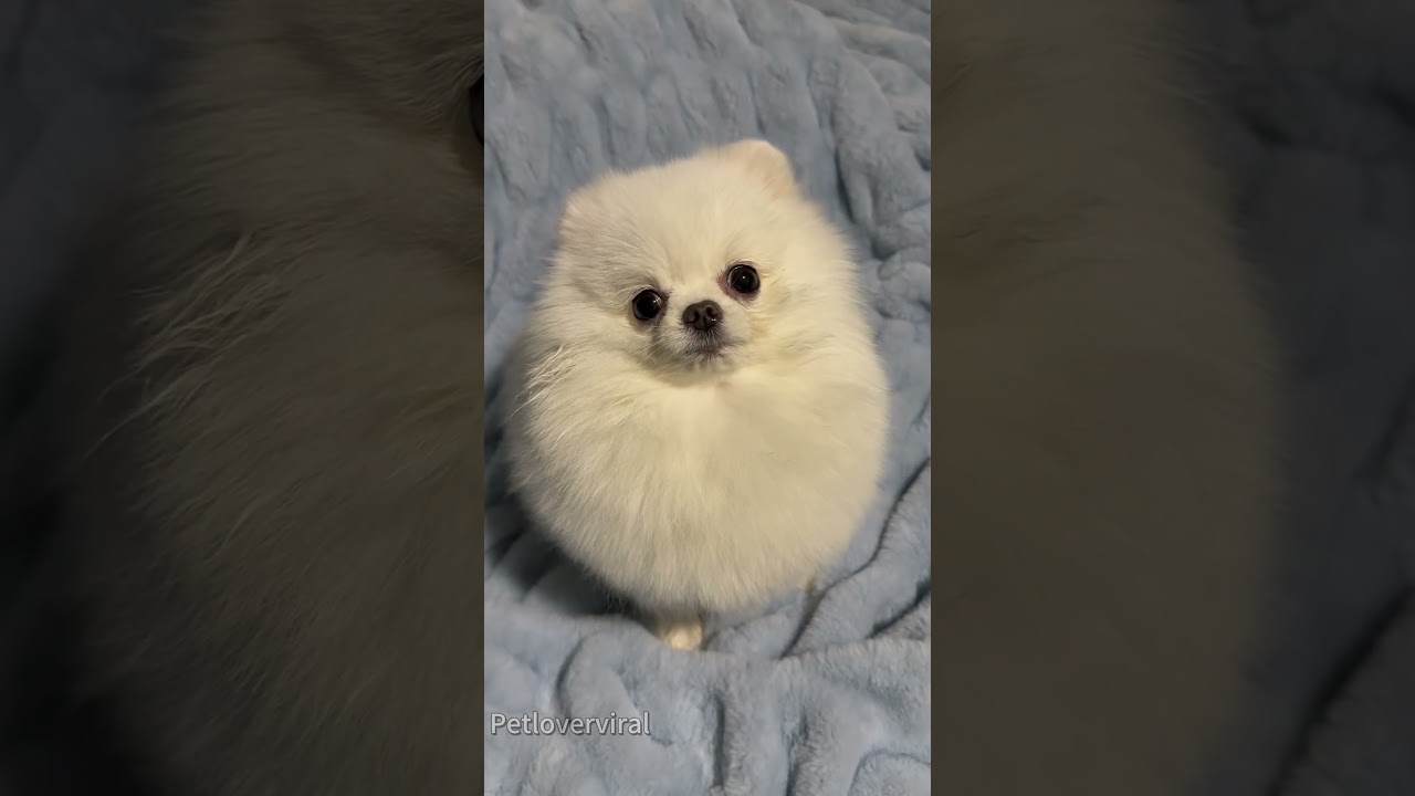 Funny pomeranian #dog#doglover#pomeranian #fyp