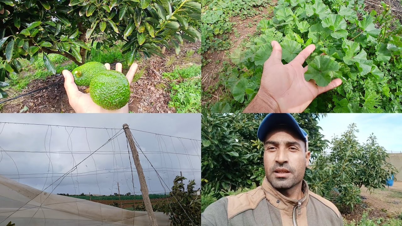 الحياة فلاحية في المغرب