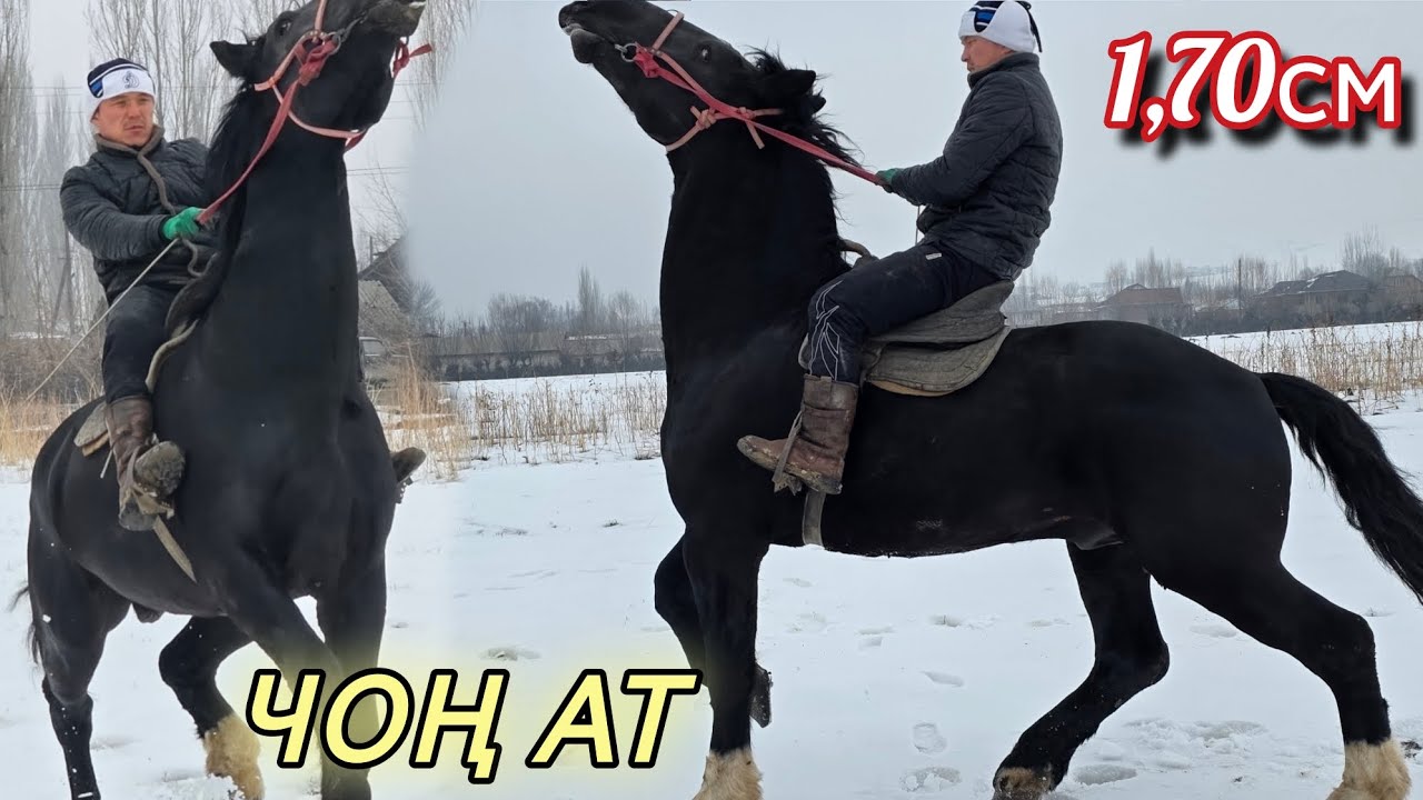 АТТЫН ЧОҢУ КАРА КАШКА ӨЗГӨНДӨ