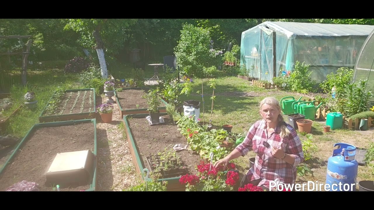 Sekret pięknych pelargoni -kilka prostych porad