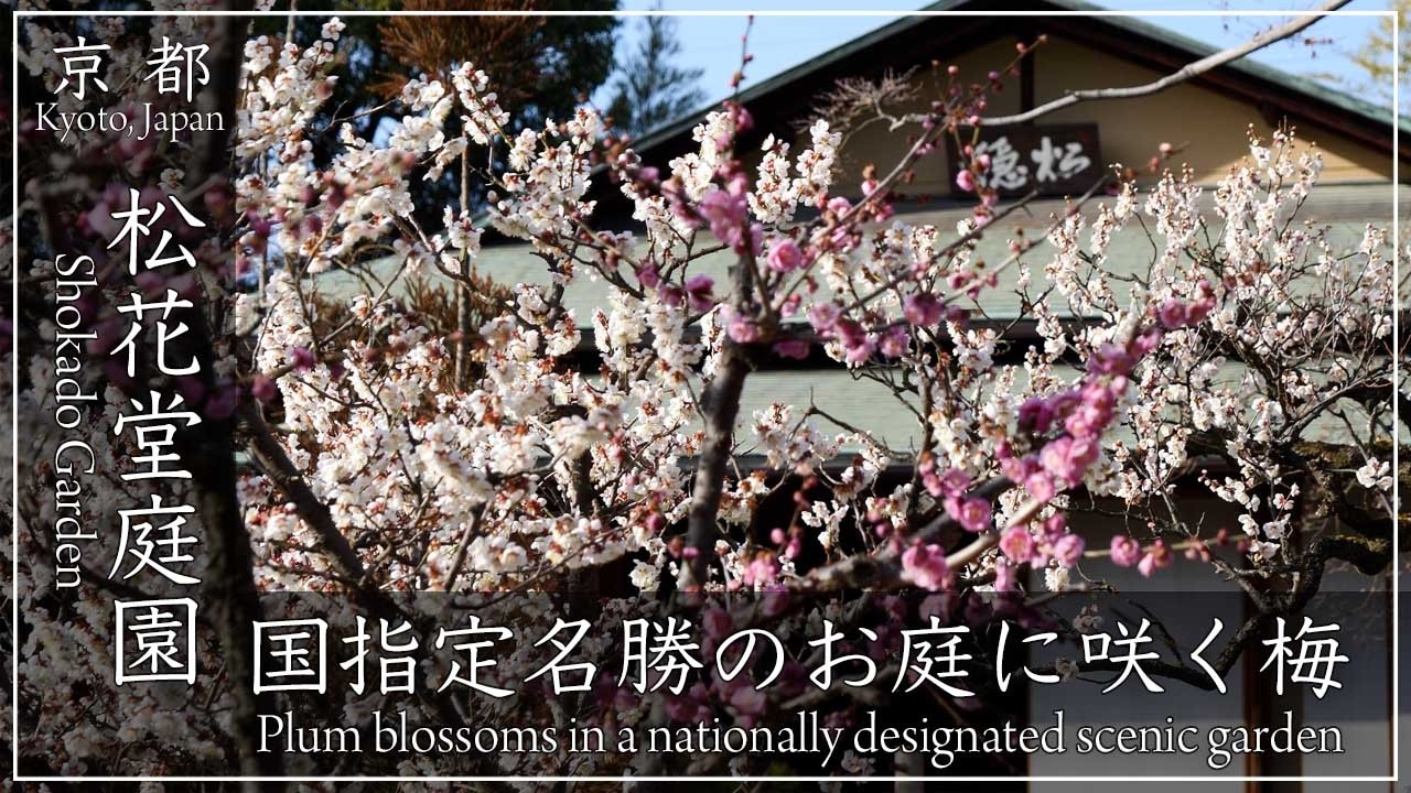 早春の京都・梅 2026 〜松花堂庭園 〜国指定名勝の庭園に咲く紅白梅。あの「松花堂弁当」の起源の「松花堂」です。[No.657]