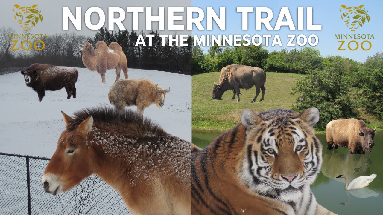 Northern Trail at the Minnesota Zoo | Exhibit Tours Ep. 58