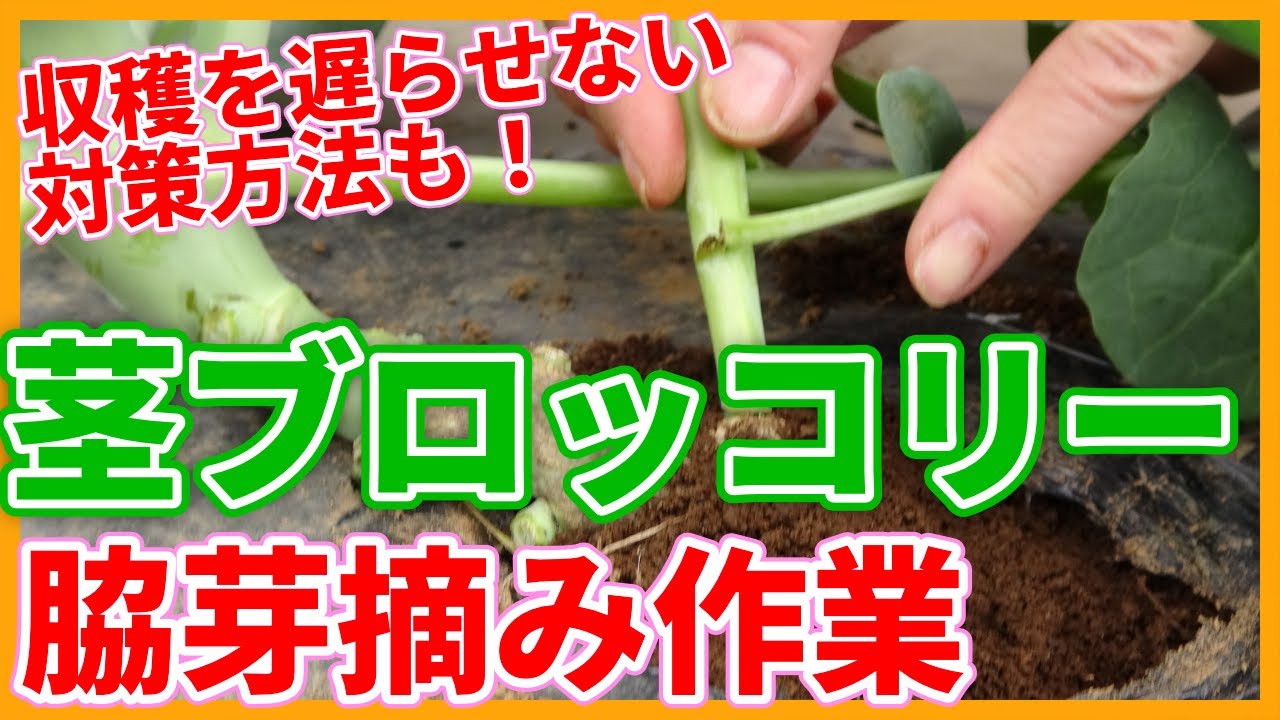 家庭菜園や農園の茎ブロッコリー栽培で収穫が遅れる脇芽が発生！？栄養分散を防ぎ収穫を早める脇芽摘みのコツを解説！/Broccoli Growing Tips from a Japanese Farmer