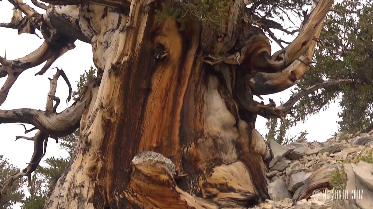 Ecosystems of California: Deserts