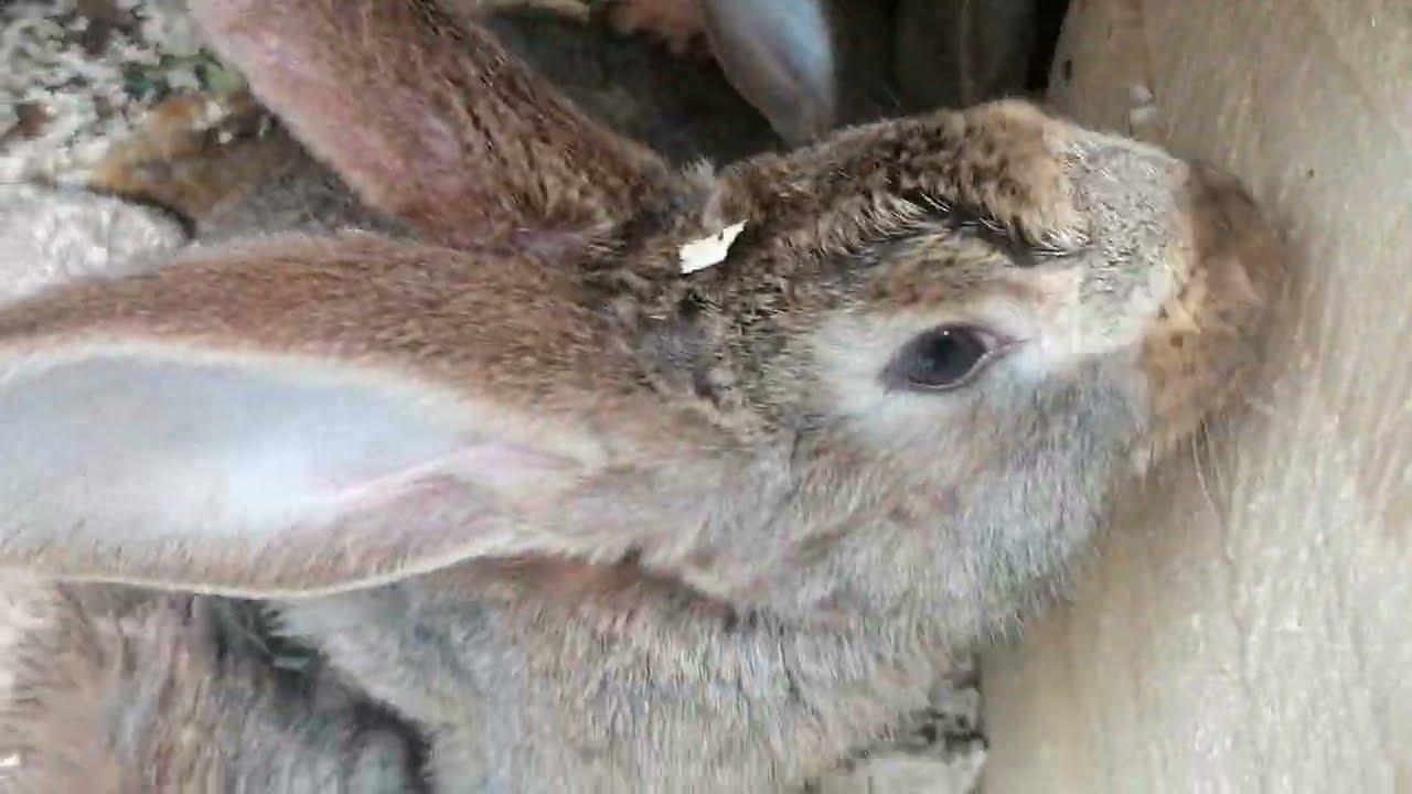 URIAS GERMAN GRY EP 2