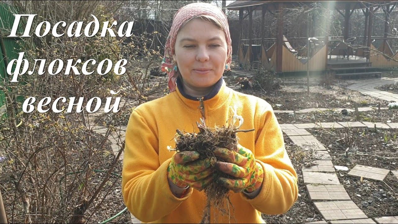 Посадка многолетних флоксов весной в открытый грунт