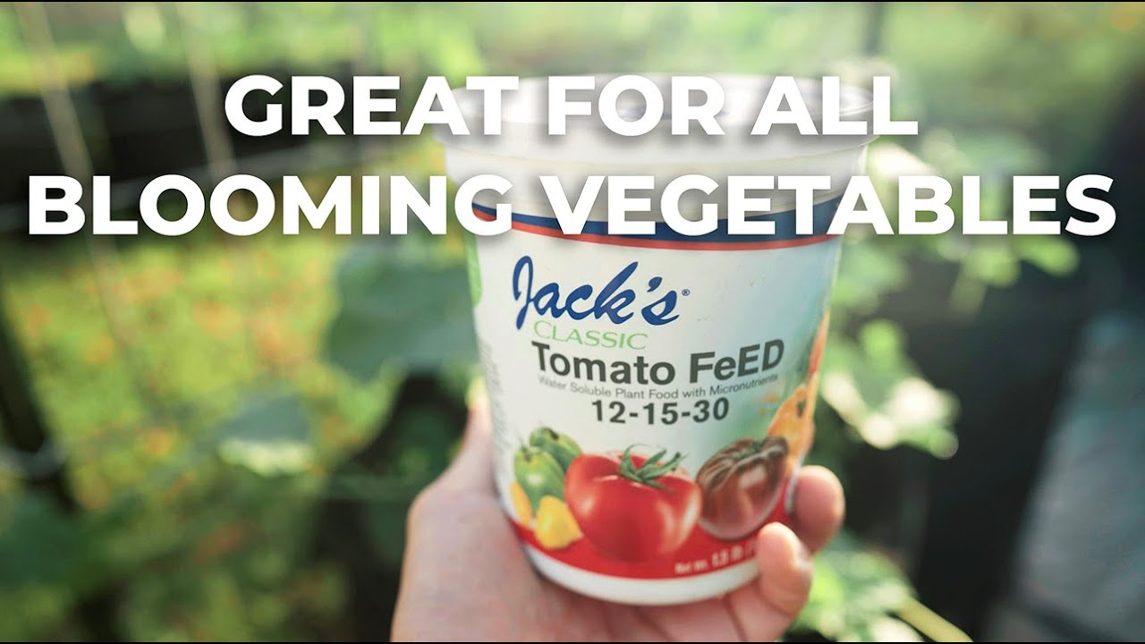 A quick review of Jack's Veggie Feed (formerly Tomato Feed) | Great for all blooming vegetables