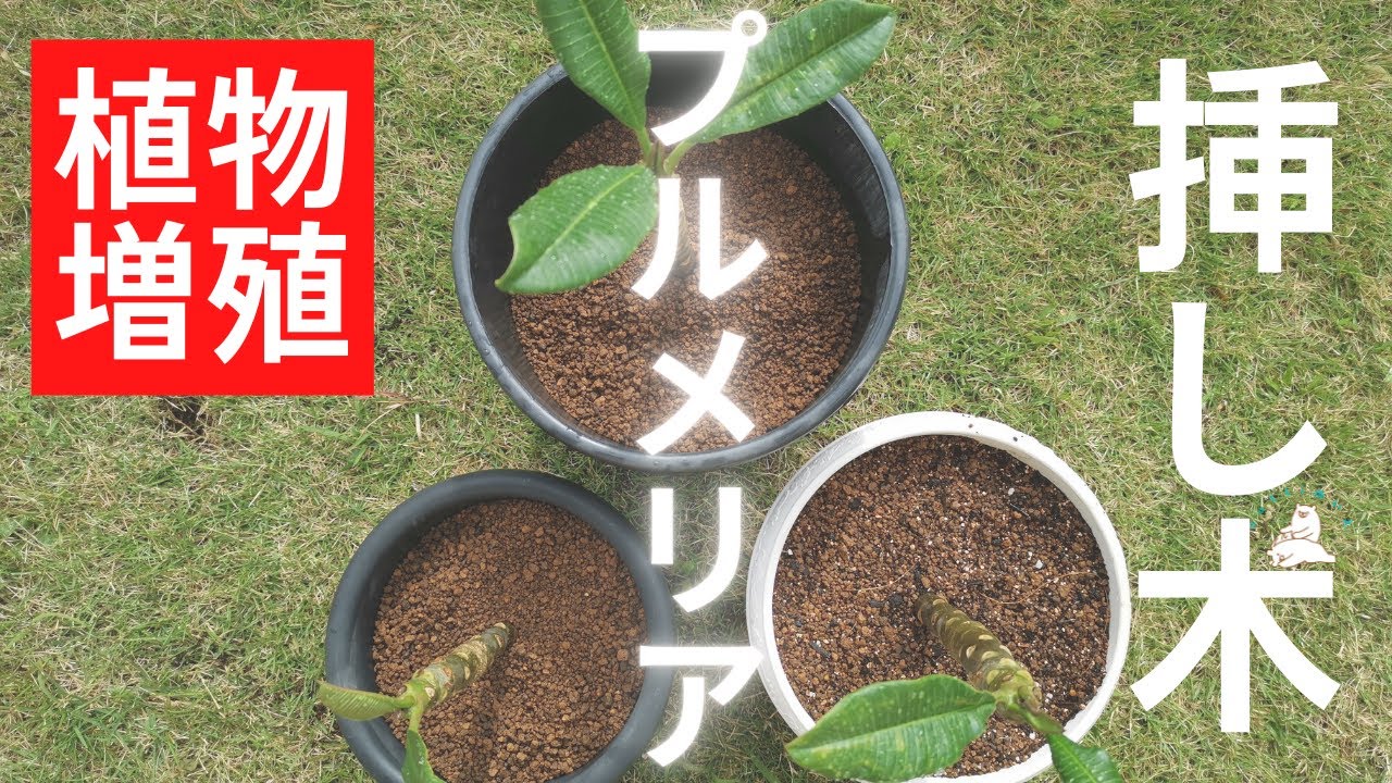 プルメリアの枝分け挿し木！素人でも簡単でした！