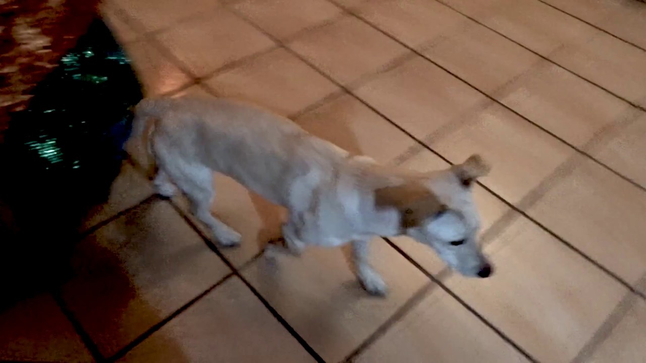 CANE vs GATTO / DOG vs CAT
