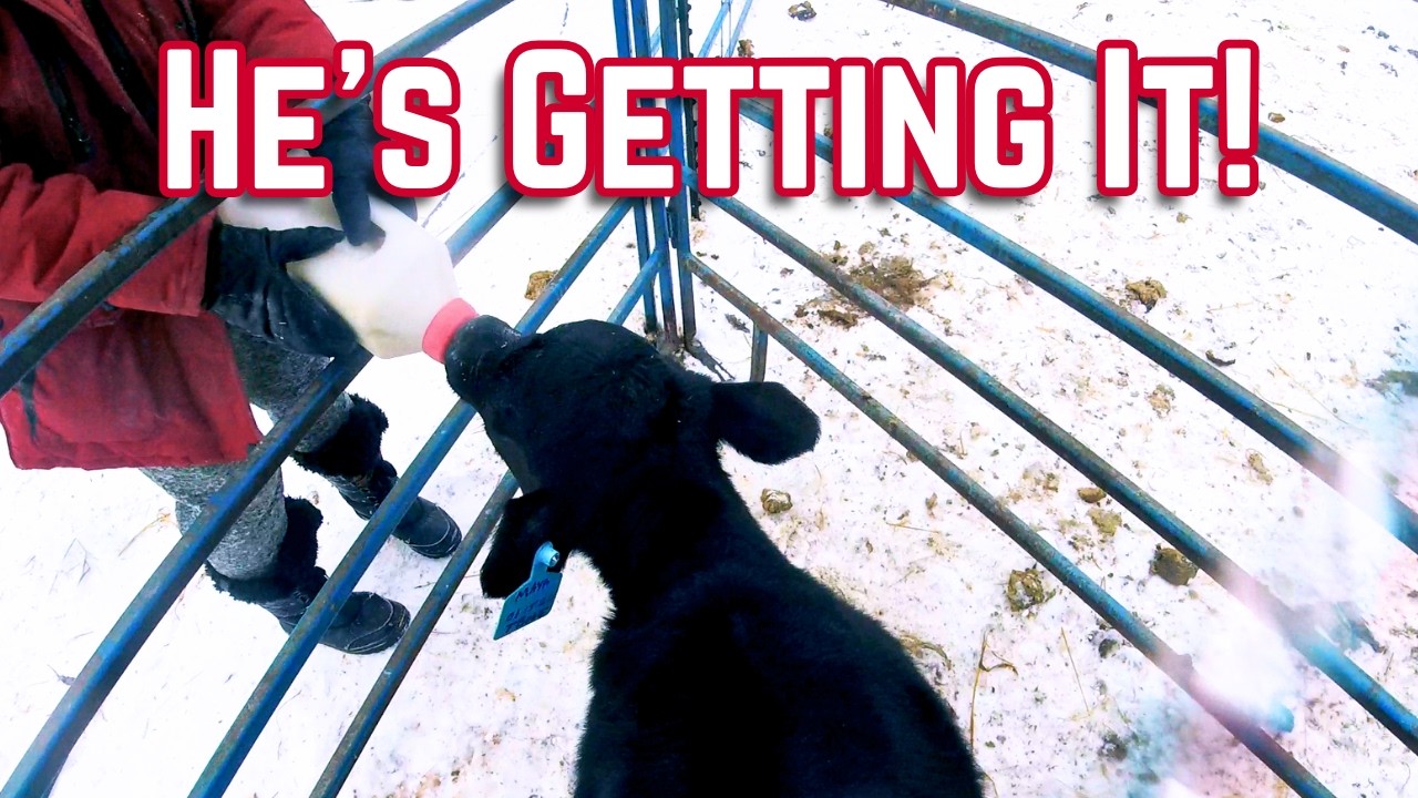 Back to Bottle Feeding