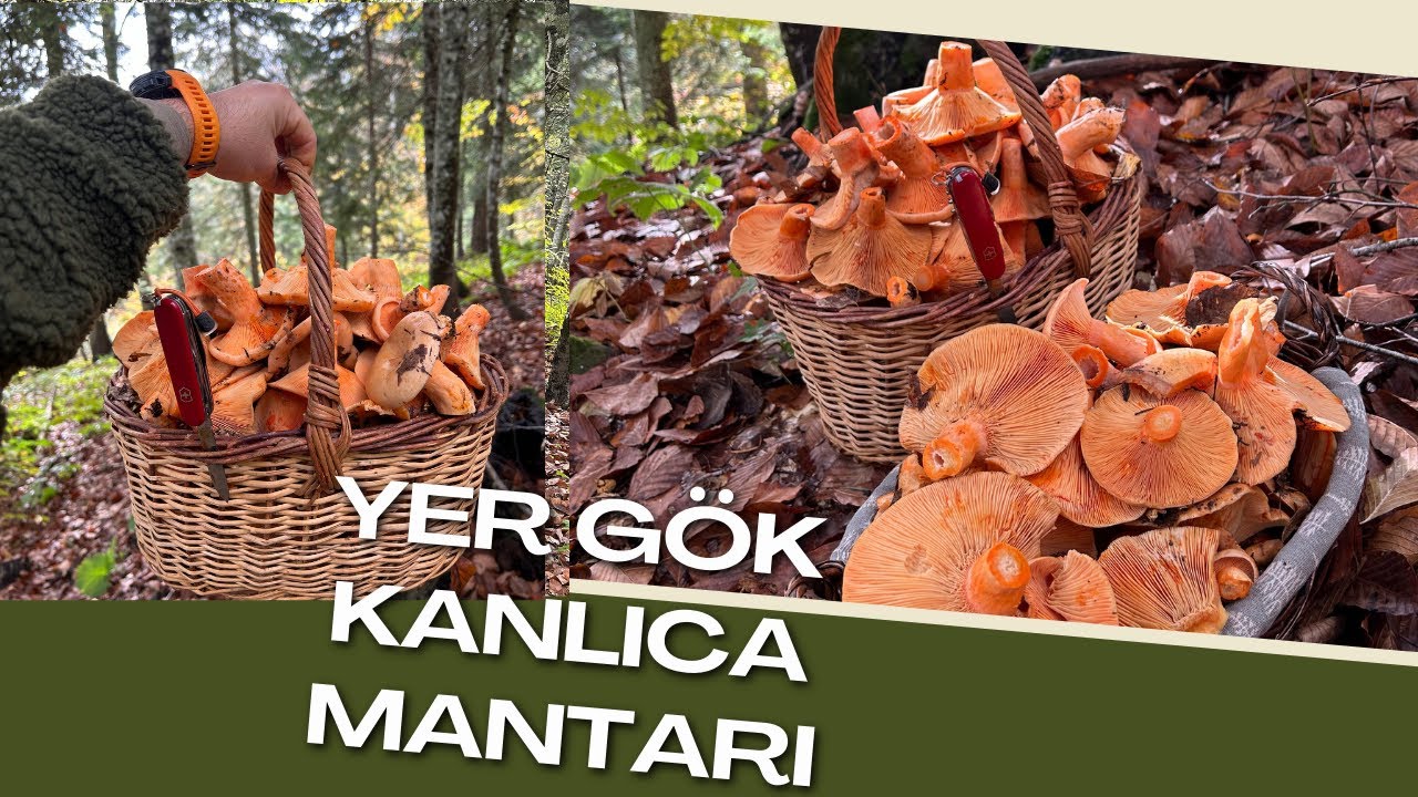 BÖYLE BİR MANTAR TOPLAMA YOK!!!  / SEPET SEPET KANLICA MANTARI / ISSIZ ORMANDA MANTAR AVI #mushroom