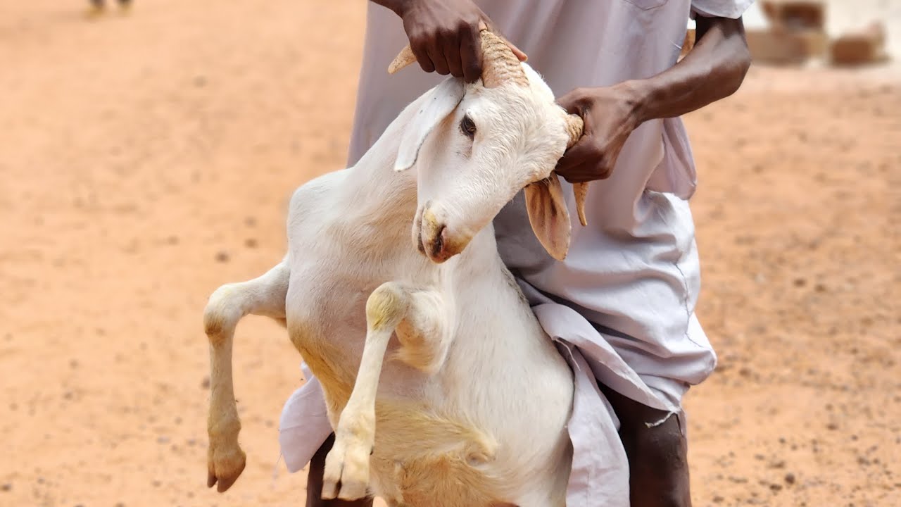 Morè dans la fête de Ramadan😂