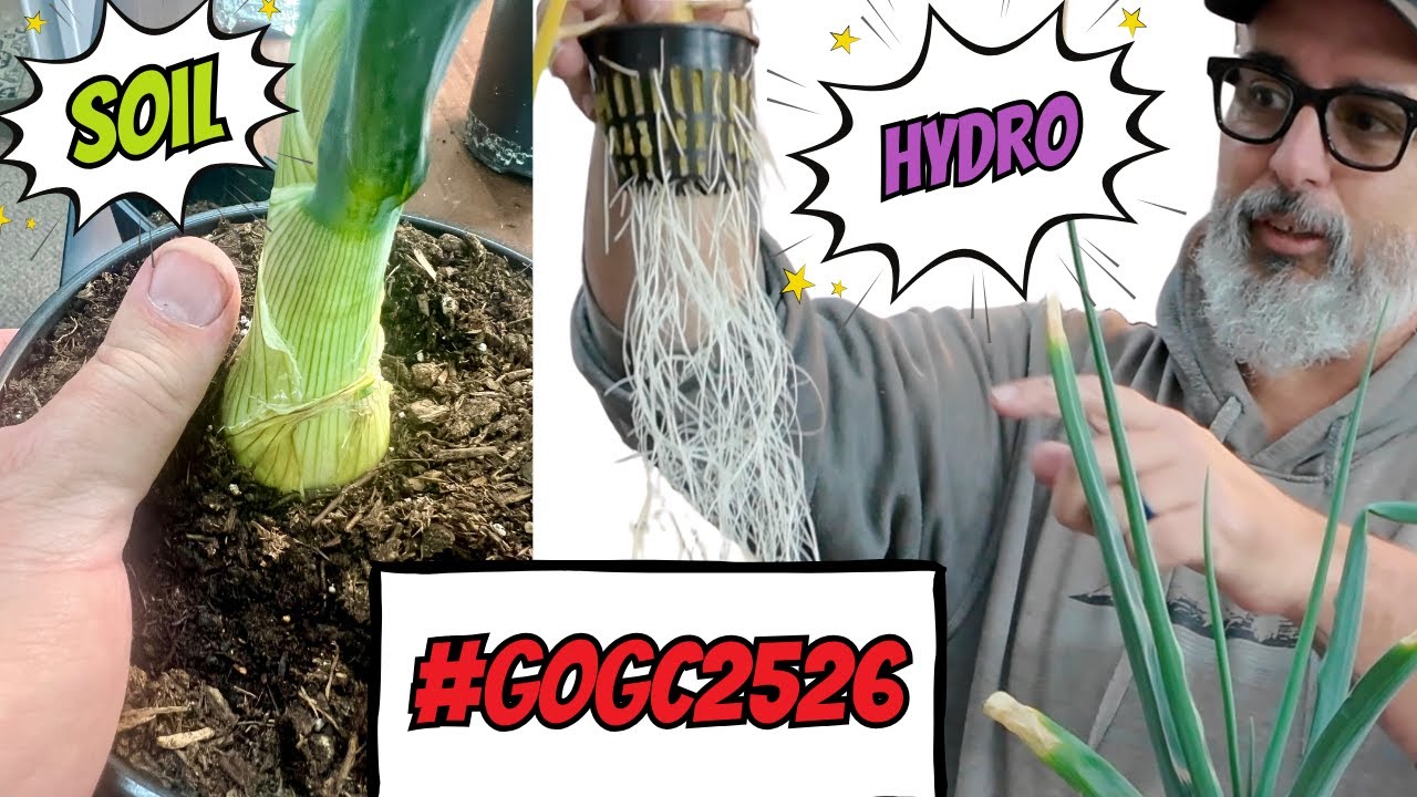 Giant Onion Challenge 13 Week Update! 