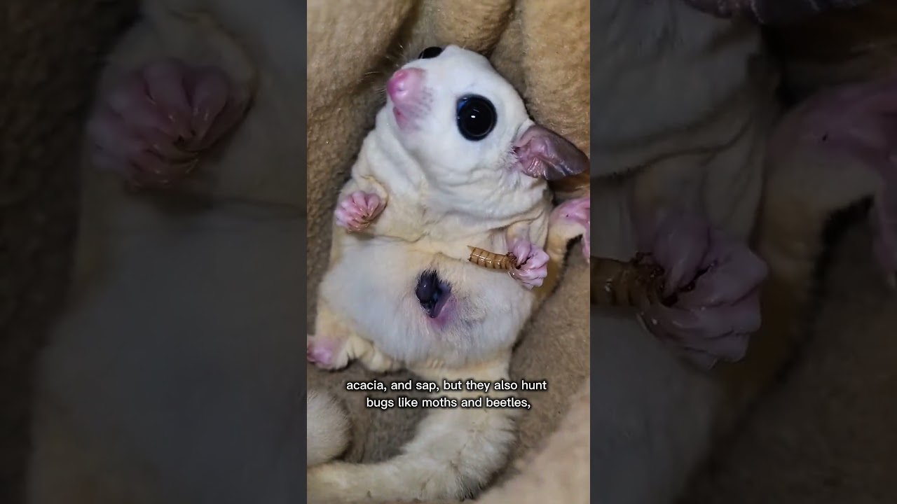 What Do Sugar Gliders Really Eat? 🐿️ Fun Diet Facts You Didn't Know!