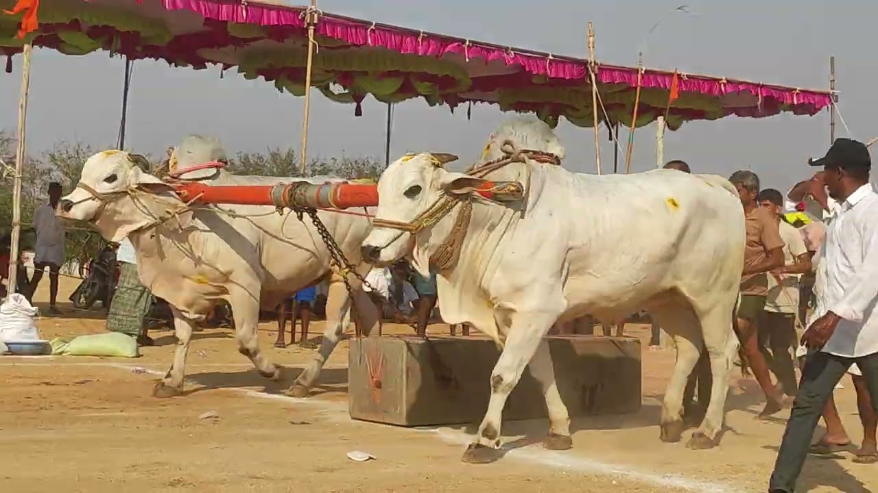 పెరవల్లి న్యూ క్యాటగిరి విభాగం ఆమిదాల వెంకటరమణ గారు ఉబిచర్ల గ్రామం 