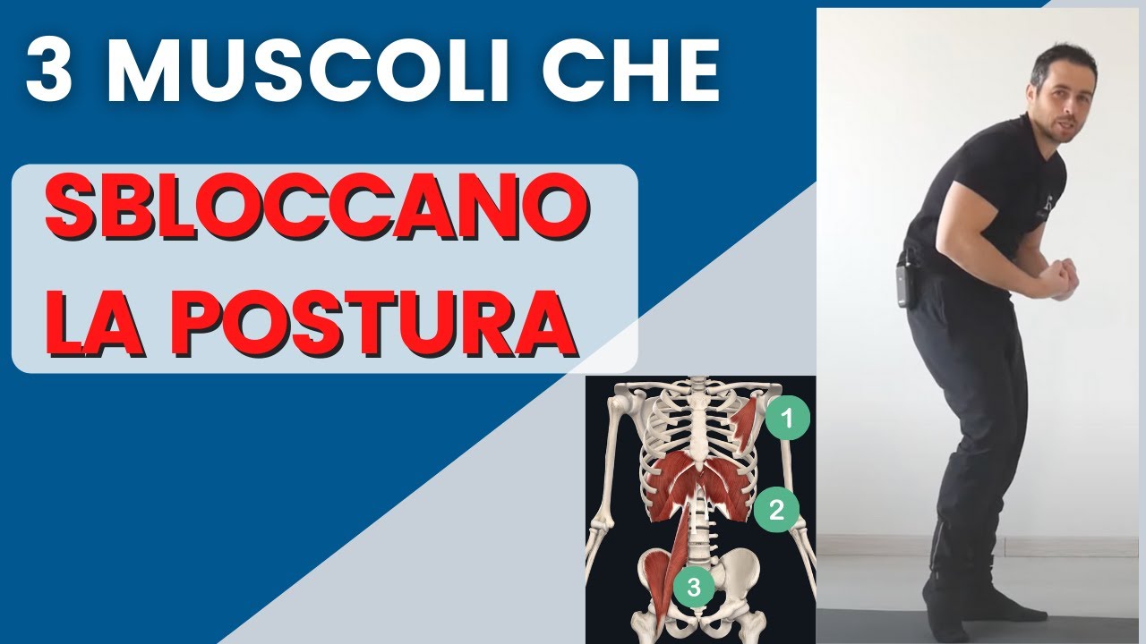 3 muscoli da 