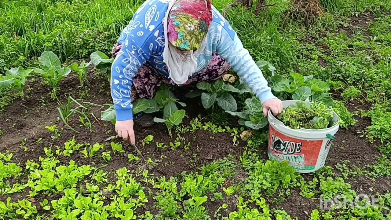 MARUL FİDELERİNİN OTLARIN TEMİZLEDİM ÇOK GÜZEL OLDU #keşfet#koyhayati#bagbahceişleri