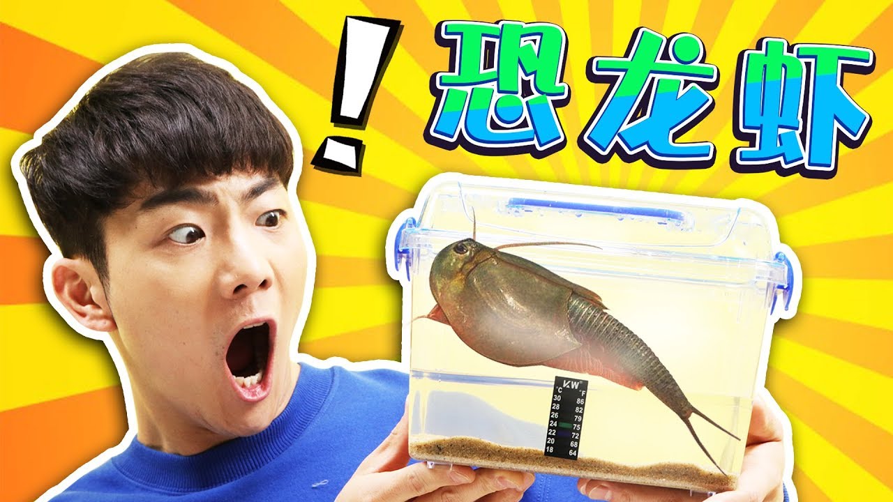 坤坤飼養恐龍時代生物恐龍蝦，到底長什麼樣呢？| 伶可兄弟