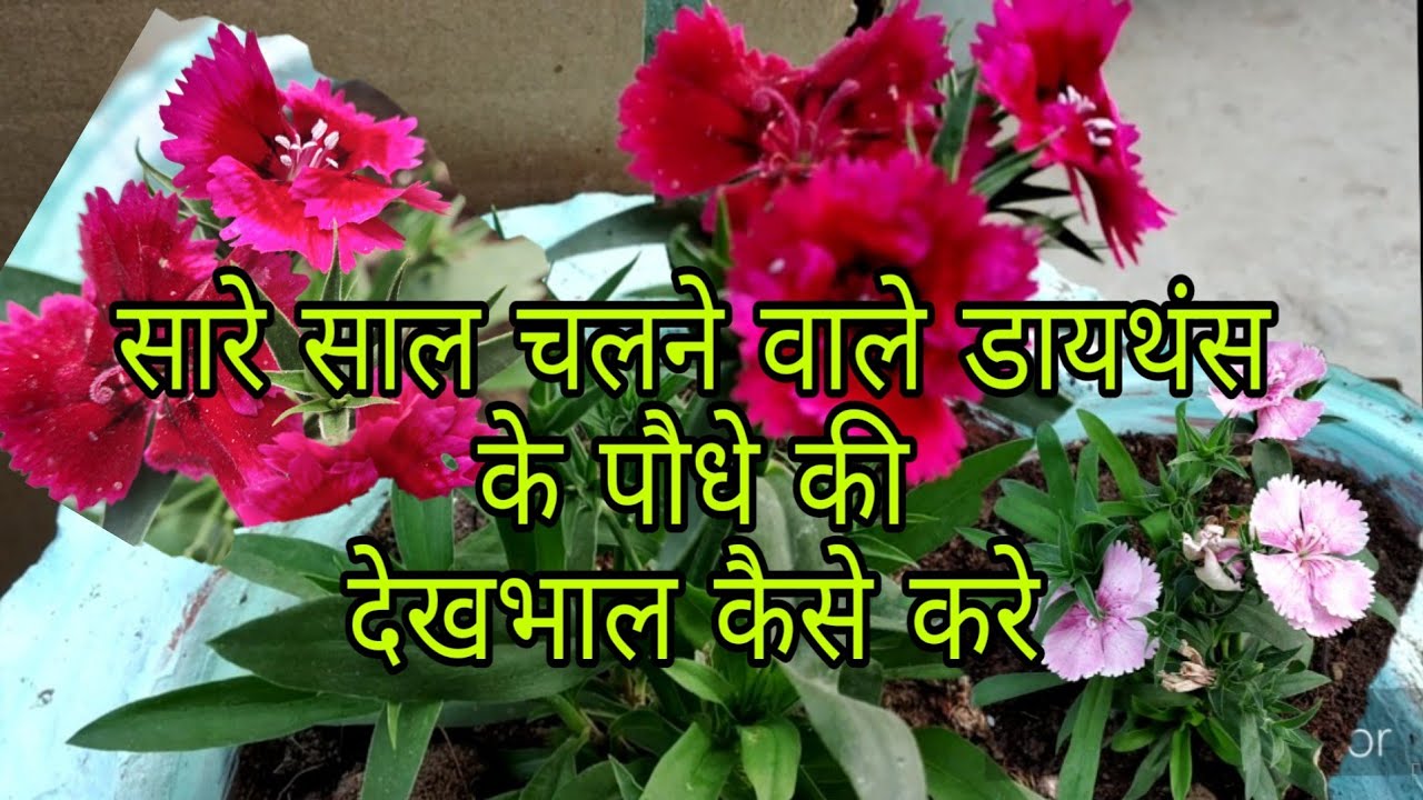 How to grow n care Dianthus plant /winter flowering plant/Vijaya's Creative Garden (Hindi Urdu)