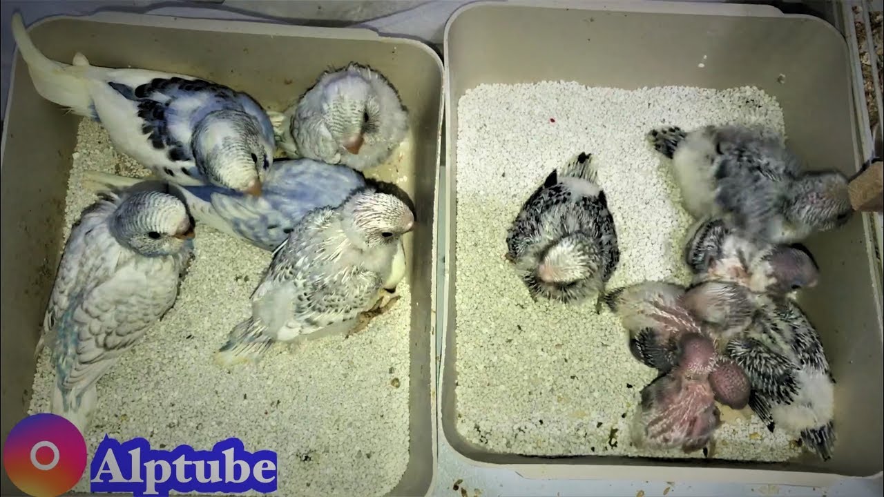 Muhabbetkuşu Yuva Açılışı Renkleri Belli Olan Harika Kuşlar