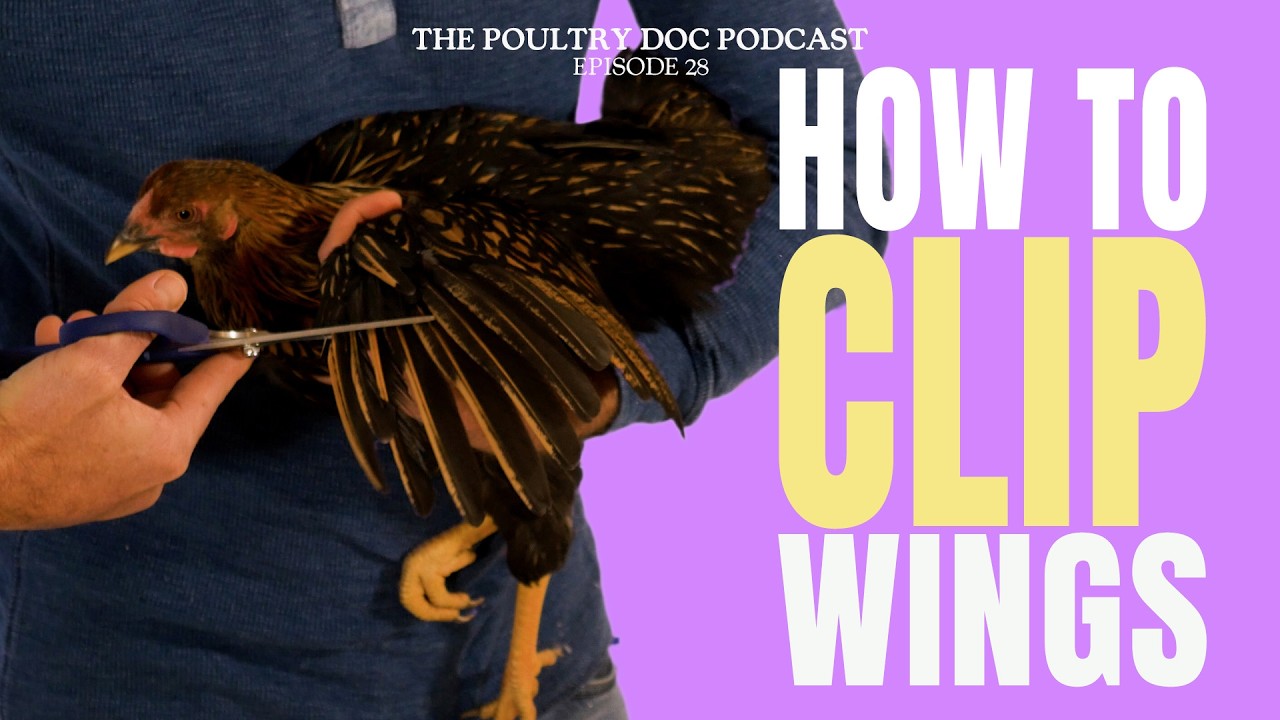 The correct way to clip your chicken's wings. Poultry Vet Dr. Blayne shows you how.